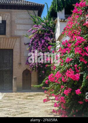Lila und rosa Blumen hanhing von der Hauswand in andalusien Stockfoto
