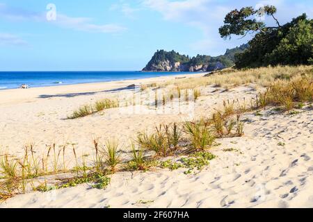 Einheimische Gräser wachsen im Sand von Whiritoa Beach, Neuseeland Stockfoto