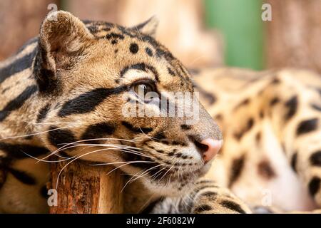 Nahaufnahme eines Ozelots - Leopardus pardalis - auf einem Ast. Die wilde Katze starrt weg von der Kamera. Hochwertige Fotos Stockfoto