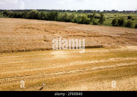 Luftaufnahme von reifen Farm Feld bereit für die Ernte mit heruntergefallen von Wind Weizen Köpfe gebrochen. Beschädigte Pflanzen und Landwirtschaft Scheitern Konzept. Stockfoto