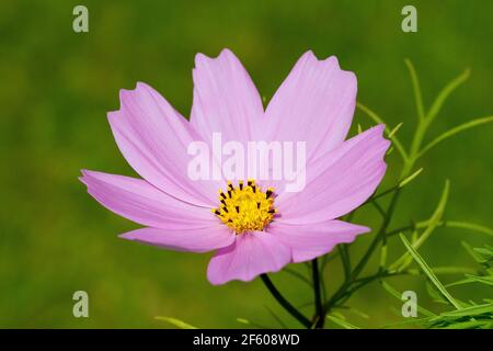 Rosafarbener Kosmos im Garten Stockfoto