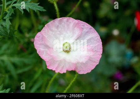 Blassrosa Mohn in einem Garten Stockfoto
