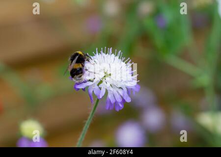 Biene auf scheußlicher Pflanze Stockfoto