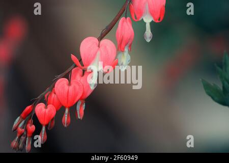 Schöne lebendige blutende Herzblumen auf verschwommenem Hintergrund. Hochwertige Makroaufnahmen Stockfoto