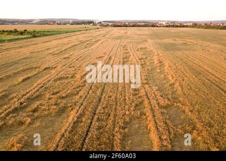 Luftaufnahme von reifen Farm Feld bereit für die Ernte mit heruntergefallen von Wind Weizen Köpfe gebrochen. Beschädigte Pflanzen und Landwirtschaft Scheitern Konzept. Stockfoto