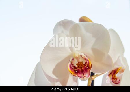 Eine große, schöne, weiße Orchidee auf schneeweißem Hintergrund Stockfoto