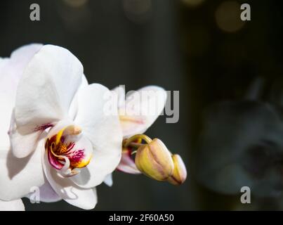 Herz einer weißen Orchidee auf weißem Hintergrund Stockfoto