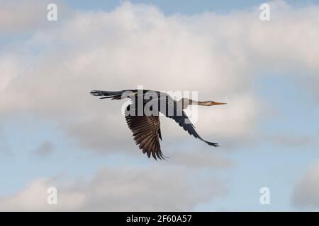 Der Orientalische Schnabelvogel (Anhinga melanogaster) ist ein Wasservogel des tropischen Südasiens und Südostasiens. Stockfoto