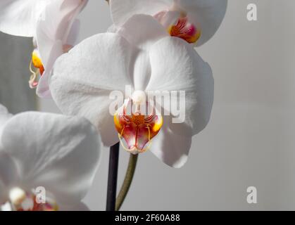 Weiße Orchidee und ihr Herz auf grauem Hintergrund Stockfoto