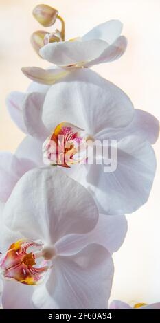 Weiße Orchidee mit Herz vertikale Version Stockfoto