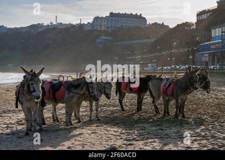 Esel ruhen am South Bay Beach mit dem Grand Hotel im Hintergrund, Scarborough, North Yorkshire Stockfoto