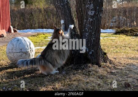 Eine pelzige norwegische Waldkatze kratzt Baumstamm Stockfoto