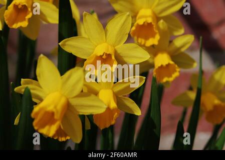 Nahaufnahme von gelben Narzissenblüten im holländischen Frühlingsgarten Stockfoto