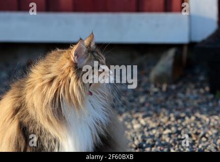 Ein Porträt einer norwegischen Waldkatze, die gähnt und sitzt An einem sonnigen Tag im Freien Stockfoto