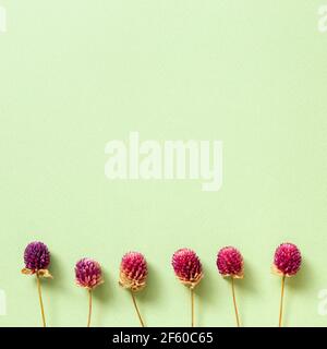 Lila Globus Amaranth trockene Blumen auf grünem Hintergrund. Flach legen, Draufsicht, Kopierraum Stockfoto