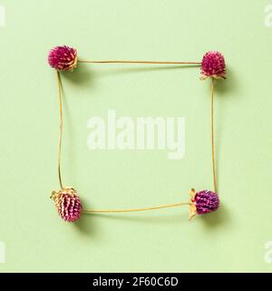 Lila Globus Amaranth trockene Blumen auf grünem Hintergrund. Flach legen, Draufsicht, Kopierraum Stockfoto