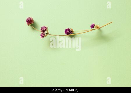 Lila Globus Amaranth trockene Blumen auf grünem Hintergrund. Flach legen, Draufsicht, Kopierraum Stockfoto