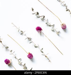 Lila Globus Amaranth trockene Blumen und Eukalyptusblätter auf weißem Hintergrund. Flach legen, Draufsicht, Kopierraum Stockfoto