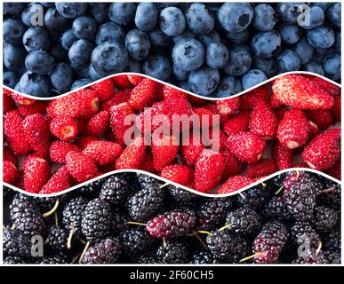 Beeren für Infografiken. Frische Beeren in der Nähe. Heidelbeeren, Erdbeeren und Maulbeeren in Form eines Kreises. Beeren für Infografiken. Frisch sein Stockfoto