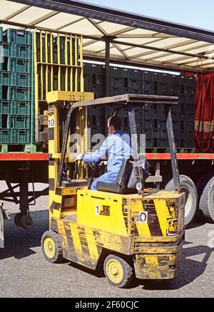 Nahaufnahme des historischen Archivs von 1987 des Gabelstaplers der 80er Jahre Und Fahrer Arbeiter arbeiten auf der Beladung Palette von Flaschen von Softdrinks in Kunststoffkisten auf Sattelschlepper-Transport Mit offener Seite Schiebe leicht zugänglich Vorhang geparkt outside1980er Fertigung Fabrikgeschäft in einer archivierten Ansicht unserer Art und Weise Waren in den 80ern in Essex, England, Großbritannien Stockfoto