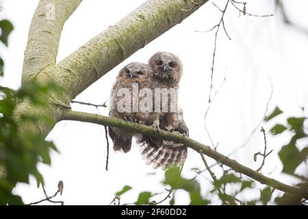 Waldkauz (Strix Aluco) Stockfoto