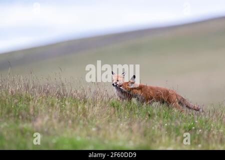 Red Foxes (Vulpes vulpes), Northumberland National Park, Großbritannien, Stockfoto