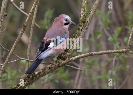 Eurasischen Eichelhäher (Garrulus glandarius) Stockfoto