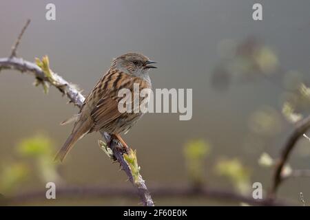 Dunnock (Prunella modularis) Gesang Stockfoto