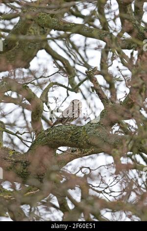 Steinkauz (Athene Noctua) Stockfoto