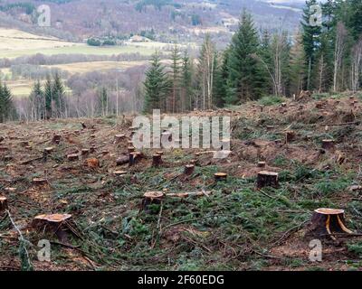 Hanglage nach der Baumernte. Forstbetriebe in den schottischen Highlands. Glen Urquhart, Highland, Schottland Stockfoto