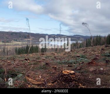 Einige Bäume blieben nach Forstbetrieben in den schottischen Highlands stehen. Glen Urquhart, Highland, Schottland Stockfoto