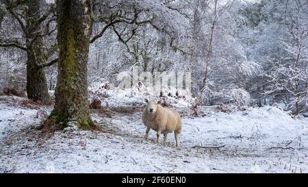 Schafe in einem bewaldeten Gebiet nach Schneefall. Glen Cannich, Highland, Schottland Stockfoto