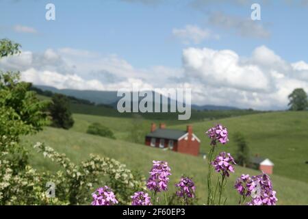 Landschaft mit lila Blüten im ländlichen Virginia, USA. Dame Rakete (Hesperis matronalis) wächst auf einer Wiese in den Blue Ridge Mountains. Stockfoto