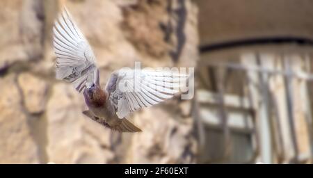 Bewegungsszene von Felstaube Fliegen in der Luft isoliert Auf weißem Hintergrund mit Beschneidungspfad Stockfoto