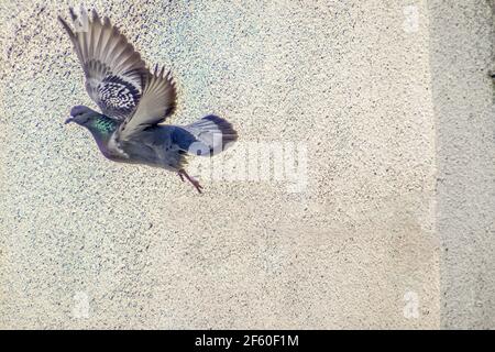 Bewegungsszene von Felstaube Fliegen in der Luft isoliert Auf weißem Hintergrund mit Beschneidungspfad Stockfoto