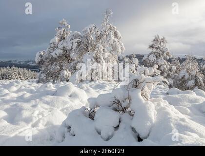 Morgenlicht auf schneebedeckten Bäumen und Heidekraut. Glen Affric, Highland, Schottland Stockfoto