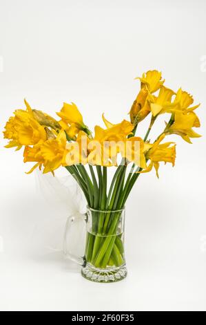 Gelbe Narzisse, Narzisse, (Narcissus pseudonarciss), Trompetennarzisse, Blumenstrauß in einer Glasvase, auf hellem Hintergrund, Blüten in der Form o Stockfoto