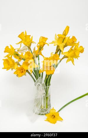 Gelbe Narzisse, Narzisse, (Narcissus pseudonarciss), Trompetennarzisse, Blumenstrauß in einer Glasvase, auf hellem Hintergrund, Blüten in der Form o Stockfoto