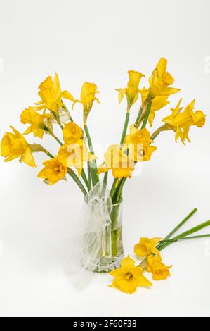 Gelbe Narzisse, Narzisse, (Narcissus pseudonarciss), Trompetennarzisse, Blumenstrauß in einer Glasvase, auf hellem Hintergrund, Blüten in der Form o Stockfoto