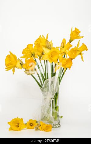 Gelbe Narzisse, Narzisse, (Narcissus pseudonarciss), Trompetennarzisse, Blumenstrauß in einer Glasvase, auf hellem Hintergrund, Blüten in der Form o Stockfoto