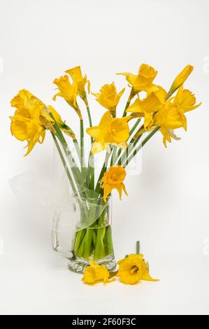 Gelbe Narzisse, Narzisse, (Narcissus pseudonarciss), Trompetennarzisse, Blumenstrauß in einer Glasvase, auf hellem Hintergrund, Blüten in der Form o Stockfoto