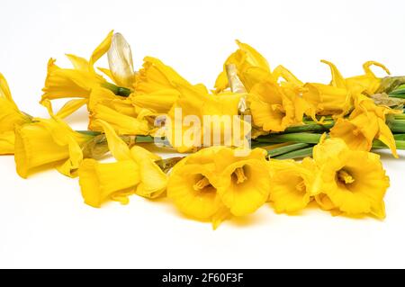 Gelbe Narzisse, Narzisse, (Narcissus pseudonarciss), Trompetennarzisse, Blumenstrauß auf hellem Hintergrund, Makro, lange Blätter, ornamentales pla Stockfoto