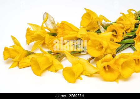 Gelbe Narzisse, Narzisse, (Narcissus pseudonarciss), Trompetennarzisse, Blumenstrauß auf hellem Hintergrund, Makro, lange Blätter, ornamentales pla Stockfoto