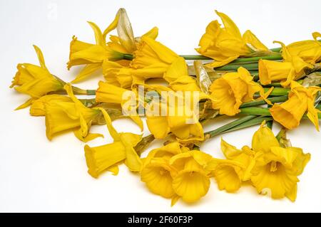 Gelbe Narzisse, Narzisse, (Narcissus pseudonarciss), Trompetennarzisse, Blumenstrauß auf hellem Hintergrund, Makro, lange Blätter, ornamentales pla Stockfoto