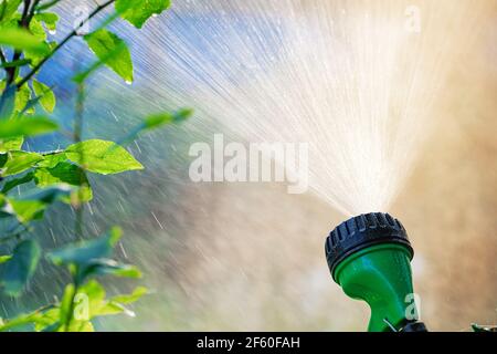 Nahaufnahme des Rasensprinklers mit Hintergrundbeleuchtung, der Wasser ausstreckt. Bewässerung Bewässerungssystem für Sommergarten Konzept Stockfoto