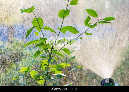 Rasensprenger mit Hintergrundbeleuchtung, der Wasser ausschüt. Bewässerungssystem für Sommergarten Konzept Stockfoto