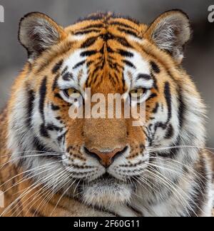 Frontale Nahaufnahme eines sibirischen Tigers (Panthera tigris altaica) Stockfoto