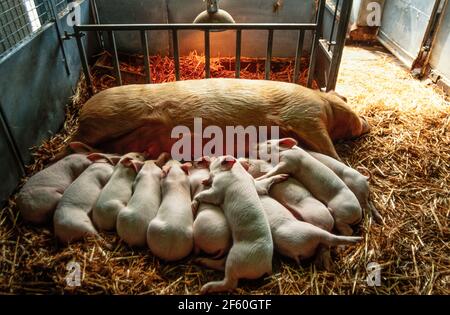 1992 Ferkel - in einem alten Bauernhof mit Schweinestall, selten brüten Schwein, eine Sau, saugt ihre jungen Ferkel auf einem Bett aus Stroh. Weibliches Schwein, eine Sau, die ihre zehn Ferkel in einer Scheune mit Heu und Stroh gesät hat, nicht ein steineres England Großbritannien. Das Hausschwein (Sus scrofa domesticus oder Sus domesticus), wird Schwein, Schwein oder einfach Schwein genannt, wenn es nicht von anderen Schweinen unterschieden werden muss, ist ein großes, domestiziertes, gleichmäßig gezäuntes Huftier. Es gilt sowohl als Unterart des eurasischen Wildschweins als auch als eigenständige Art. Hausschweine sind sehr frühreif und werden innerhalb weniger Minuten nach der Geburt versuchen zu sucken Stockfoto