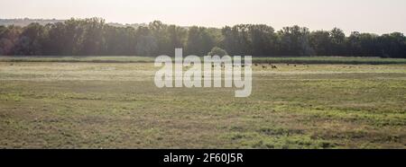 Ländliche Landschaft mit Kühen, Feldern und Wald. Grünland am Tag Panorama. Natur Landschaft horizontale Landschaft. Weide Sommerszene mit Kopierraum. Stockfoto
