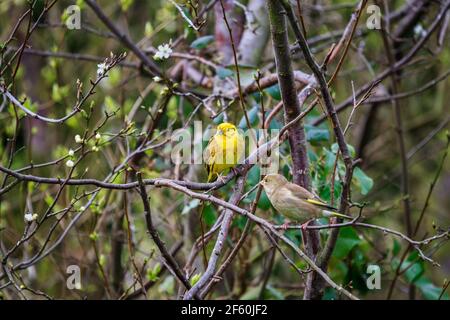 Ein männlicher Yellowhammer in einer Gartenhedgerow, England Stockfoto